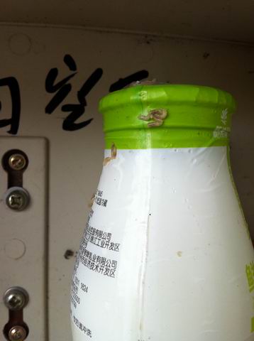 青岛瓶装奶爬满活蛆 肮脏奶箱成苍蝇产房