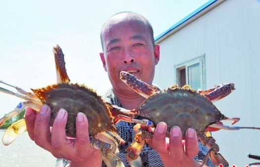 青岛螃蟹每斤比去年涨10元 母蟹10月将达肥美顶峰