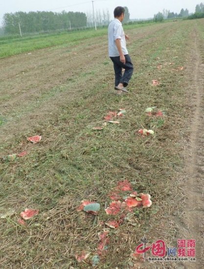吕潭乡成熟的西瓜被压毁在瓜甜中