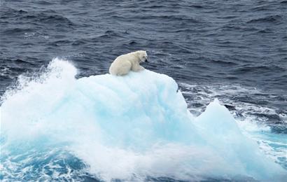 青岛人在北极:北极熊找不到落脚地等死 海中漂浮迷路