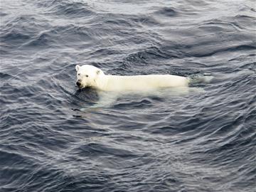 青岛人在北极:北极熊找不到落脚地等死 海中漂浮迷路