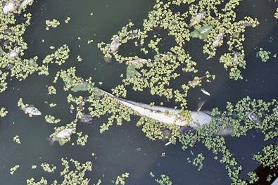 青岛护城河里漂着大量死鱼 疑生活污水所致