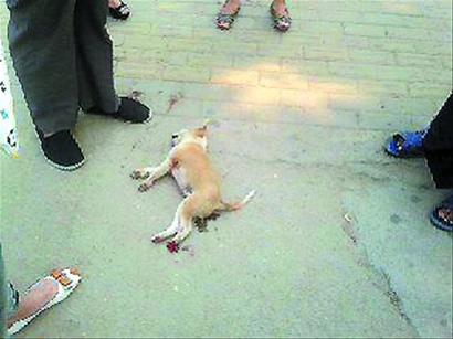 宠物狗被轧断后腿 主人不救活活将其摔死