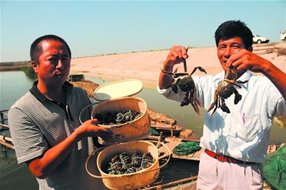 即墨胶州大闸蟹销售遇冷 与阳澄湖同一品种