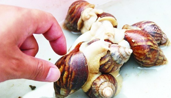 青岛台东现法国蜗牛5元1个 卖主称1个当宠物多个炒着吃