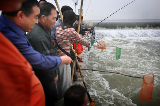 洛河水涨 洛阳市民集体捞鱼