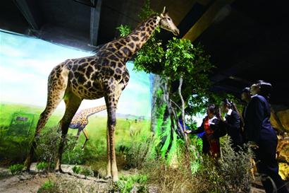 滨海学院博物馆展出非洲象长颈鹿标本