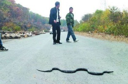 村庄大量蛇群横穿路面 异常现象引发恐慌