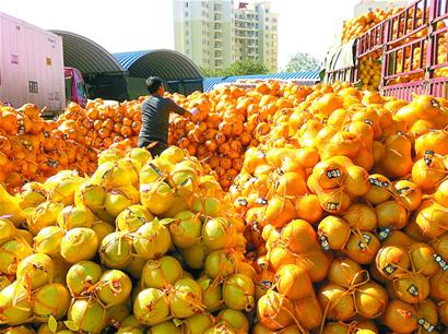 柚子减产批发价一斤涨六毛