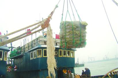 青岛8渔船赴朝鲜海域捕捞 带回2千余吨鱿鱼