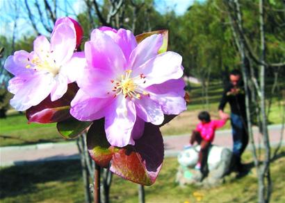 青岛胶南海棠果树反季开花 花朵果实共存枝头
