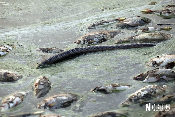 村庄鱼塘被投毒死鱼3万斤 水面遍布死鱼