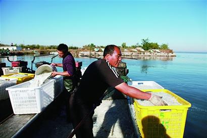 莱西湖银鱼开捕大量上市 一网捕获千斤