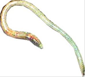 青岛6000蚯蚓干环卫 1年吃3亩地落叶吐肥料 青岛6000蚯蚓干环卫 1年吃3亩地落叶吐肥料