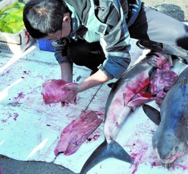 青岛海鲜摊公然叫卖噬人鲨 现场割肉很血腥