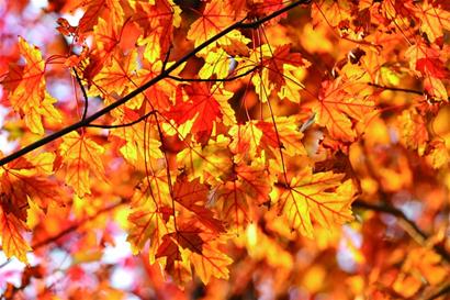 青岛正是赏秋好时节:山明水净夜来霜 数树深红出浅黄