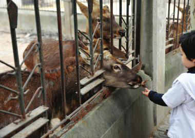  11月2日，成都市动物园里，一名游客喂养鹿群。