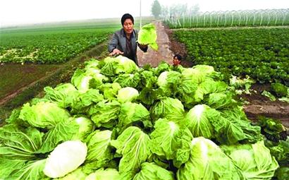 青岛早熟大白菜跌至四年最低价 5分钱一斤也难卖