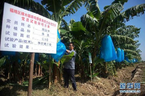 （走基层·喜迎十八大）（3）广西玉林：特色农业鼓起农民钱袋子