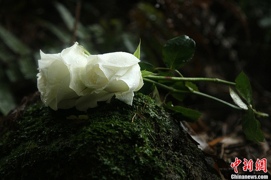 “爱情天梯”女主人公葬礼:白色玫瑰铺满天梯
