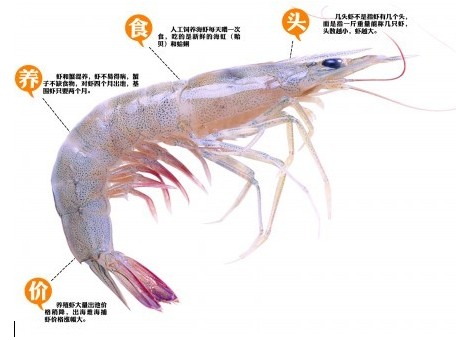 青岛养虾户:虾蟹同养 喂蛤蜊喝海水味道堪比野生