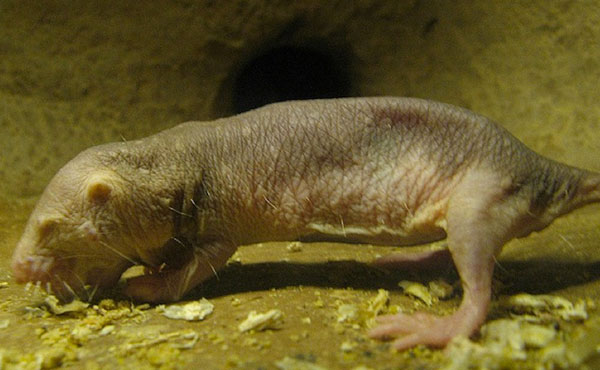 裸鼹鼠是人类唯一知道的不会经历癌症痛苦的动物