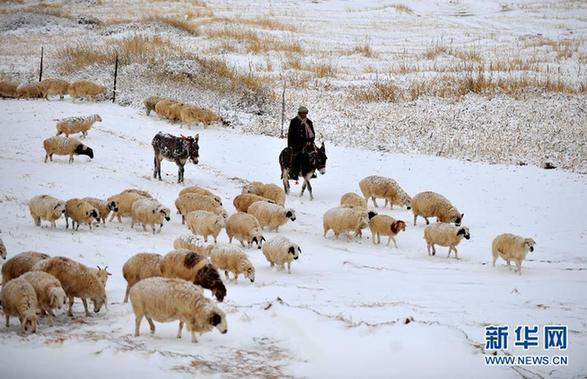 （社会）（1）内蒙古锡林郭勒草原降雪降温