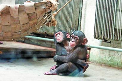 青岛动物园地暖空调齐上阵 猩猩两两拥抱吃饭才分开
