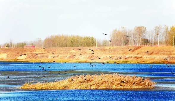青岛大小沽河交汇处成鸟儿天堂 天蓝水净野鸭纷飞