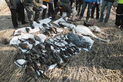 昨日，天津大港，工作人员正整理从湿地里打捞的水鸟尸体。新京报记者 王嘉宁 摄