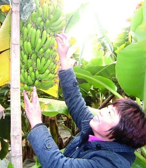 崂山首批热带水果成熟 全年都能采摘水果