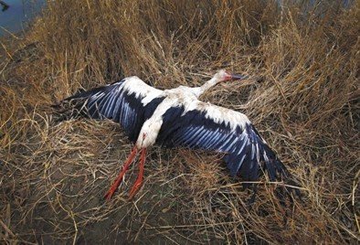 河北唐山发生群鸟死亡事件 有中毒迹象(组图)