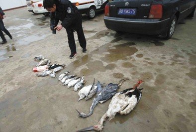 河北唐山发生群鸟死亡事件 有中毒迹象(组图)