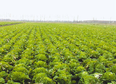 图为青岛超银学校农场里种植的大白菜。 本报记者 宋学春摄 