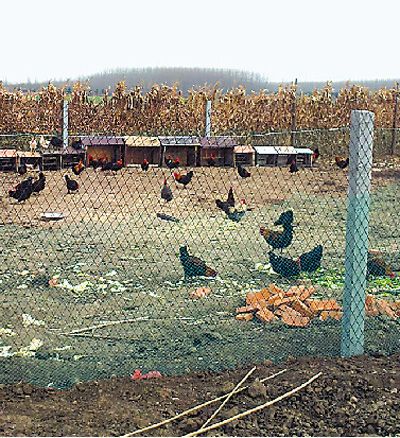 图为青岛超银学校农场里养殖的鸡群。 本报记者 宋学春摄 