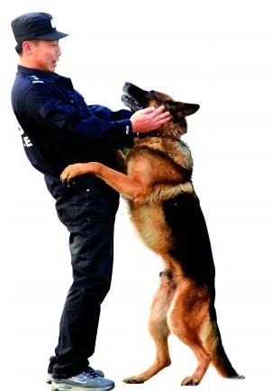 青岛警犬训练员:与犬感情像父子 要相伴十年