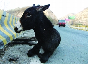 受伤毛驴躺在高速路边。