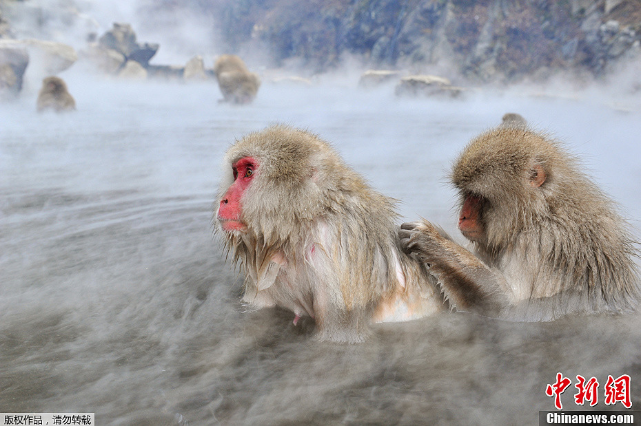 日本猴子泡温泉