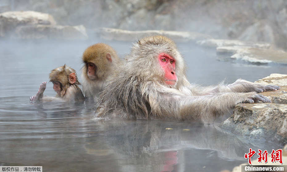 日本猴子惬意泡温泉