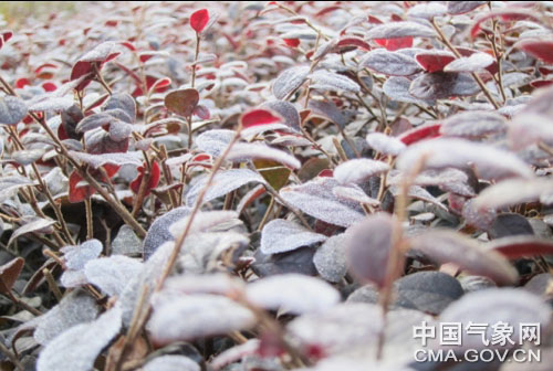 中国南方多地现入冬以来最低温 局地遭霜冻冰冻