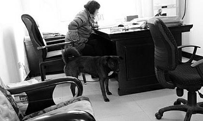 汉滨区水保站站长把大黑狗带到办公室 读者供图