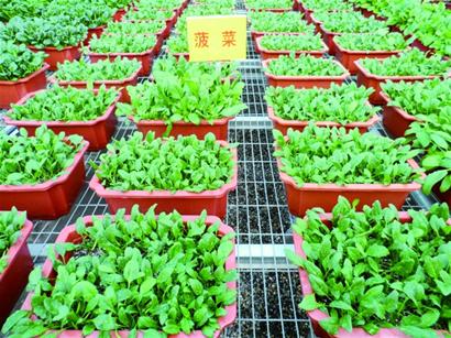小小盆栽菜“种”出大市场