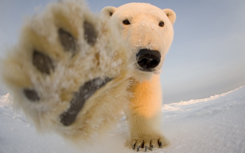 小北极熊握手卖萌