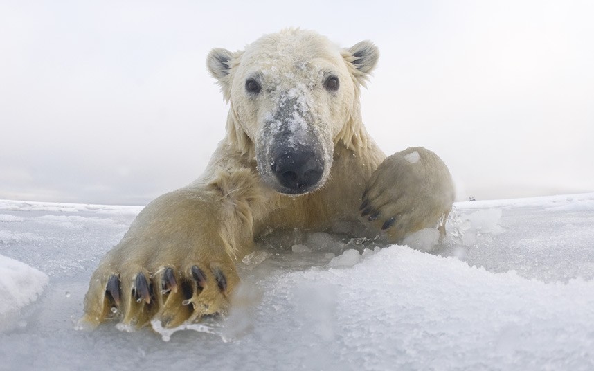 小北极熊握手卖萌