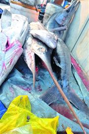 罕见金枪鱼现菜市场 身长近4米体重超300斤