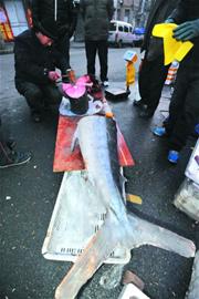 罕见金枪鱼现菜市场 身长近4米体重超300斤