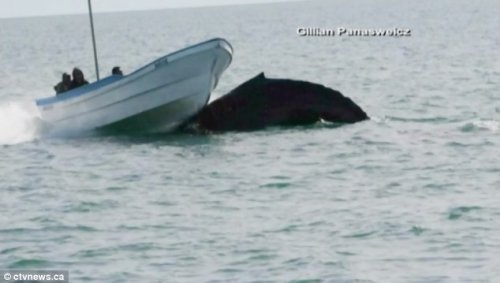 实拍巨鲸海中上浮 掀翻海面摩托艇惊险瞬间(图)