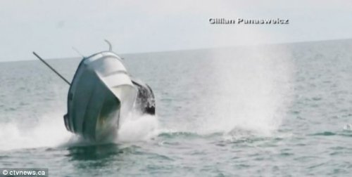 实拍巨鲸海中上浮 掀翻海面摩托艇惊险瞬间(图)
