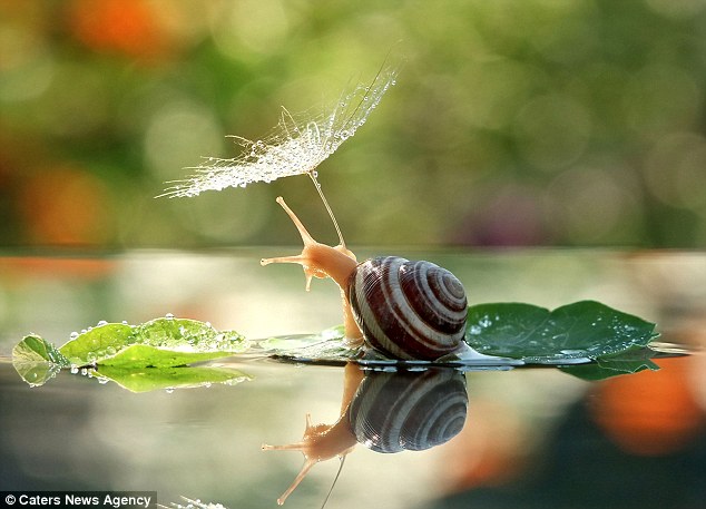 蜗牛趴树叶上“打伞”萌态百生