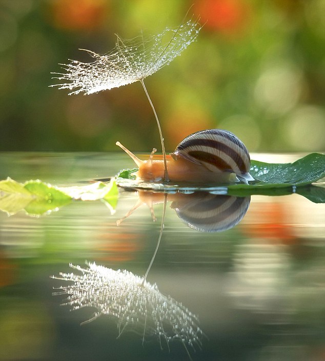 蜗牛趴树叶上“打伞”萌态百生
